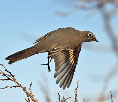 Townsend's Solitaire