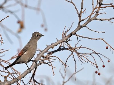 Townsend's Solitaire