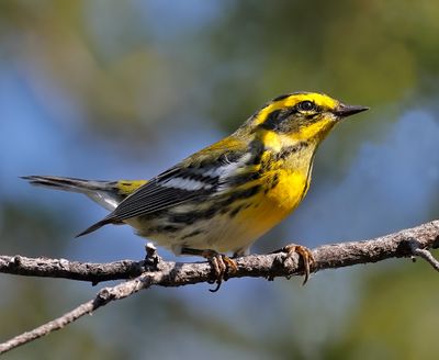 Townsend's Warbler