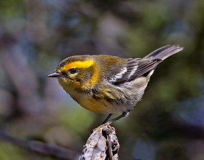 Townsend's Warbler