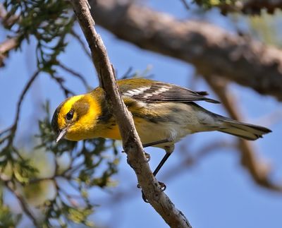 Townsend's Warbler