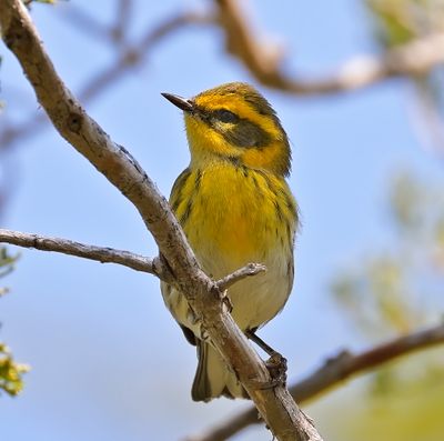 Townsend's Warbler