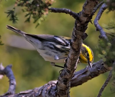 Townsend's Solitaire