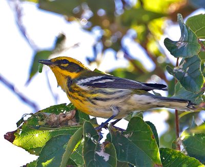 Townsend's Warbler 