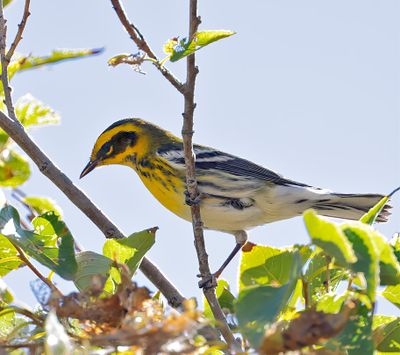Townsend's Warbler