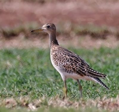 Upland Sandpiper
