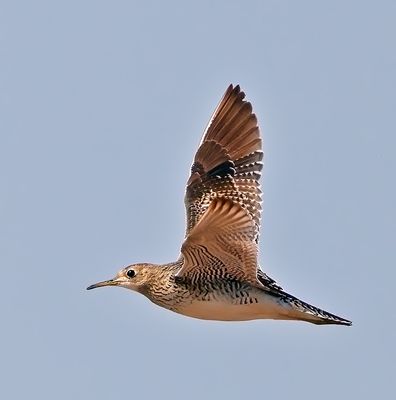 Upland Sandpiper
