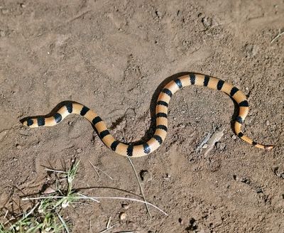 Variable Groundsnake