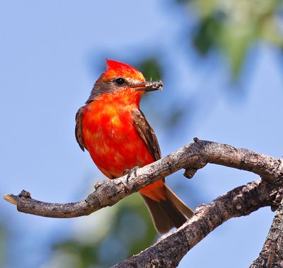 Vermilion Flycatcher