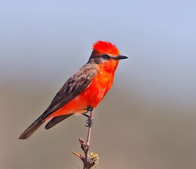 Vermilion Flycatcher