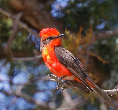 Vermilion Flycatcher