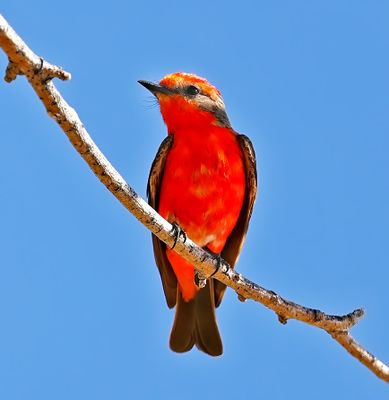 Vermilion Flycatcher