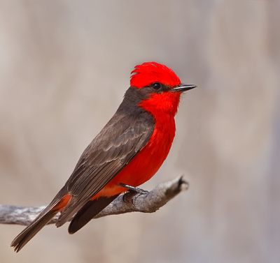 Vermilion Flycatcher