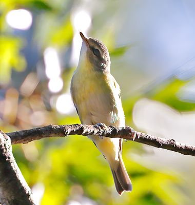 Warbling Vireo