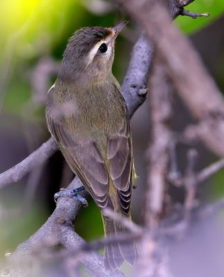 Warbling Vireo