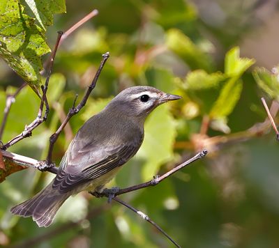 Warbling Vireo