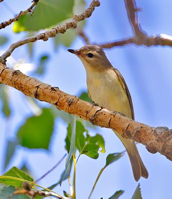 Warbling Vireo