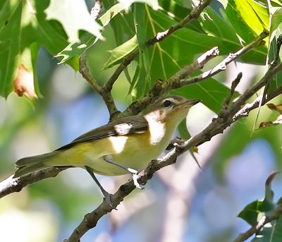 Warbling Vireo
