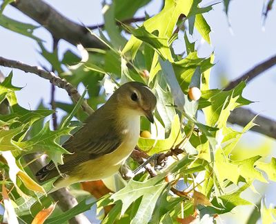 Warbling Vireo