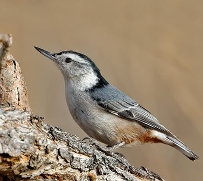 White-breasted Nuthatch