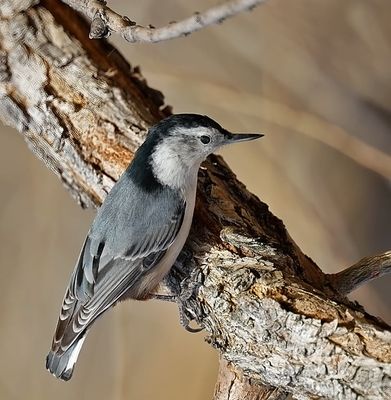 White-breasted Nuthatch