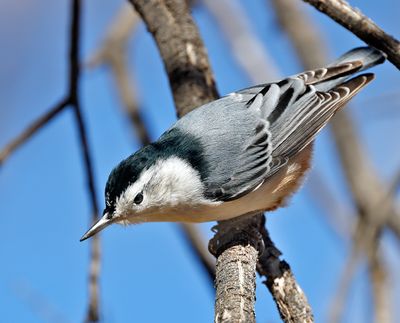 White-breasted Nuthatch 