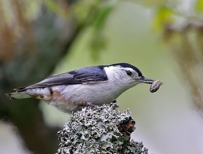 White-breasted Nuthatch