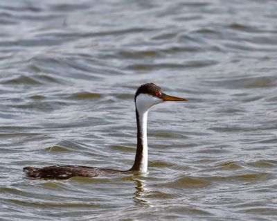 Western Grebe