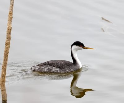 Western Grebe