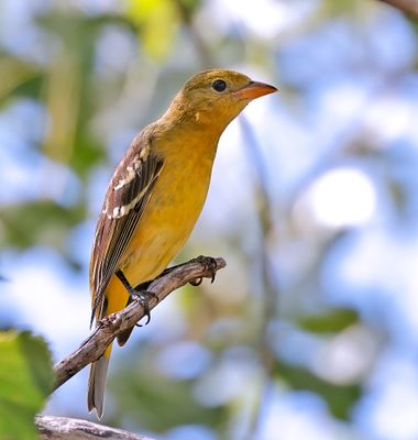 Western Tanager