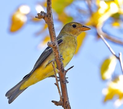 Western Tanager