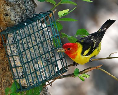 Western Tanager