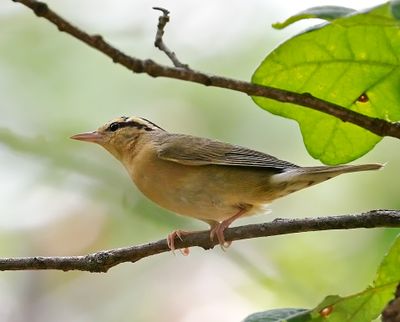Worm-eating Warbler
