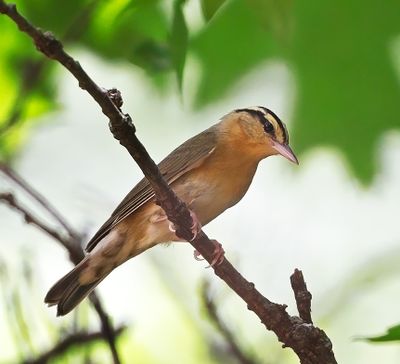 Worm-eating Warbler