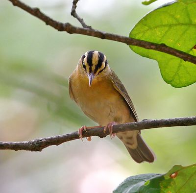 Worm-eating Warbler