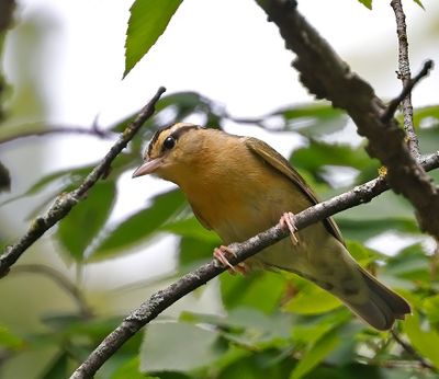 Worm-eating Warbler