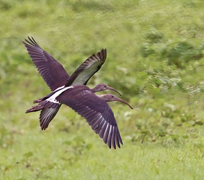 White Ibis