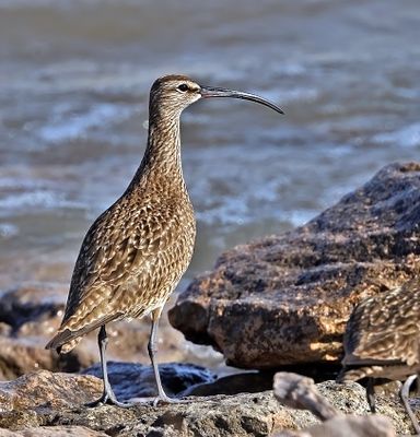 Whimbrel