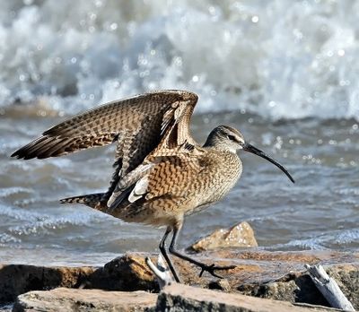 Whimbrel
