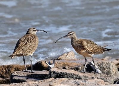 Whimbrel