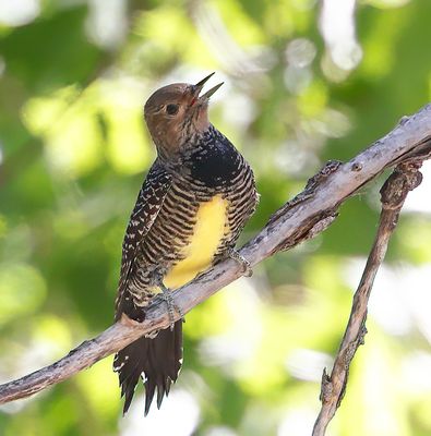 Williamson's Sapsucker