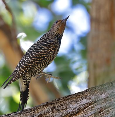 Williamson's Sapsucker