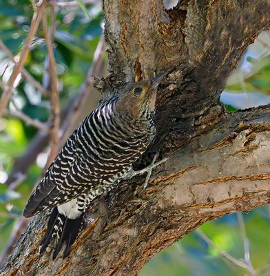 Williamson's Sapsucker