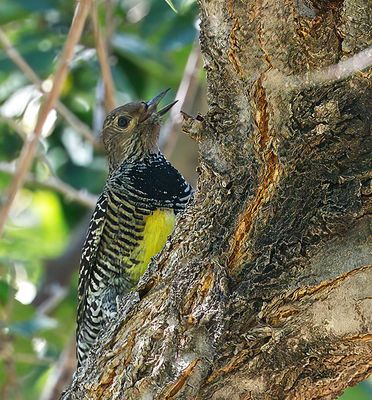 Williamson's Sapsucker