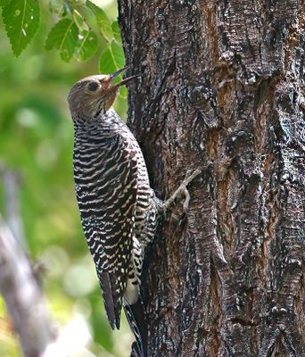 Williamson's Sapsucker