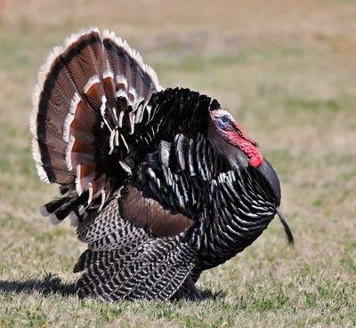 Wild Turkey
