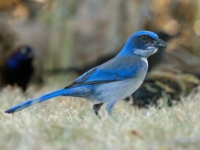 Woodhouse's Scrub-Jay
