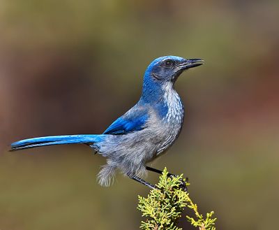 Woodhouse's Scrub-Jay