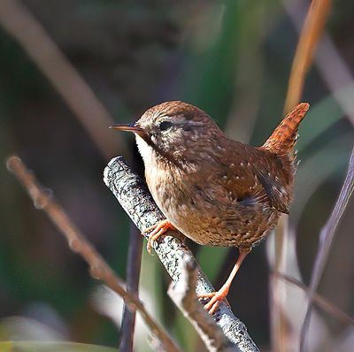 Winter Wren
