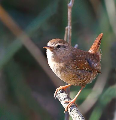 Winter Wren